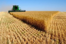 گندمکاران به رهبری نامه نوشتند،حجتی به روحانی/بلاتکلیف مانده‌ایم