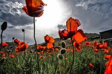 طبیعت بهاری مسیر اسالم به خلخال/تصاویر