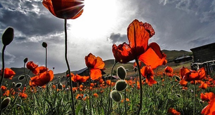 طبیعت بهاری مسیر اسالم به خلخال/تصاویر