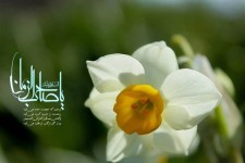طرح/ ولادت حضرت مهدی (عج)