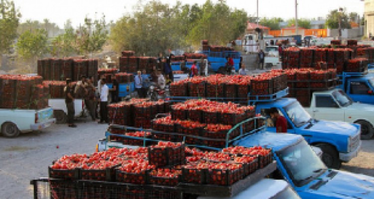رشد ۱۵۸ درصدی صادرات گوجه فرنگی از گمرکات استان کرمانشاه طی امسال