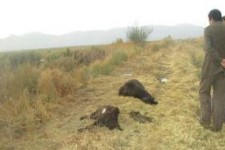 62 راس دام تلف شده بر اثر صاعقه توسط دامپزشکی دفن بهداشتی شدند