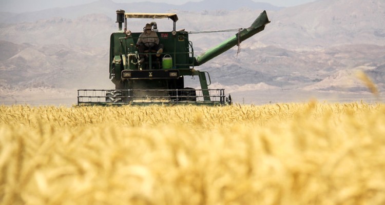 پیش بینی برداشت 100هزار تن گندم و 35هزار تن جو در اسلام آبادغرب