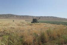  برداشت بیش از  82 تن جو از مزارع هنرستان کشاورزی اسلام آبادغرب