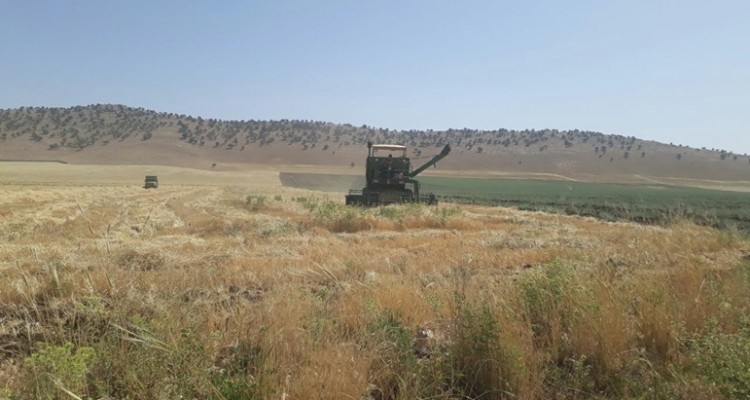  برداشت بیش از  82 تن جو از مزارع هنرستان کشاورزی اسلام آبادغرب