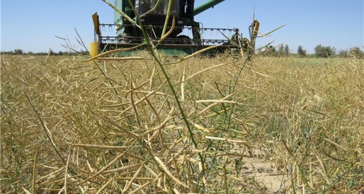 کشاورزان اسلام آبادی بیشترین تولید کلزا در سطح استان داشته اند/ برداشت بیش از 2000 تن کلزا در شهرستان