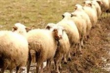 «قاچاق» دام در لوای کوچ «عشایر» / چراغ خاموش قاچاقچیان دام در مرزهای غربی