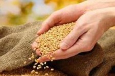  ۳۹ هزار تن بذر گندم برای کشت پاییزه توزیع می‌شود 