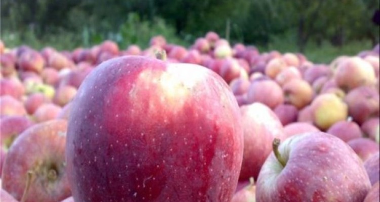 خسارات مصوبی که پرداخت نشد/ کارد به استخوان باغداران رسید!