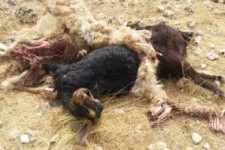 دفن بهداشتی دام های صاعقه زده در دالاهو