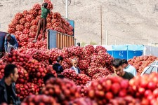 برداشت انار صادراتی در «ایج» استهبان/تصاویر