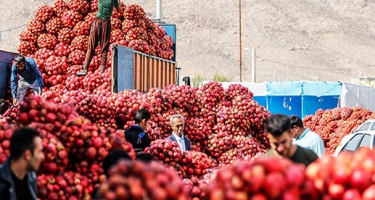 برداشت انار صادراتی در «ایج» استهبان/تصاویر