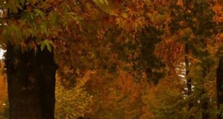 تصاویر منتشر شده از مناظر پاییزی شهرستان اسلام آبادغرب در شبکه های اجتماعی