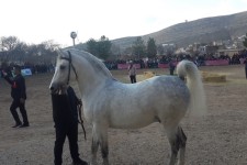 جشنواره ملی زیبایی اسب کرد ایران زمین در اسلام آبادغرب