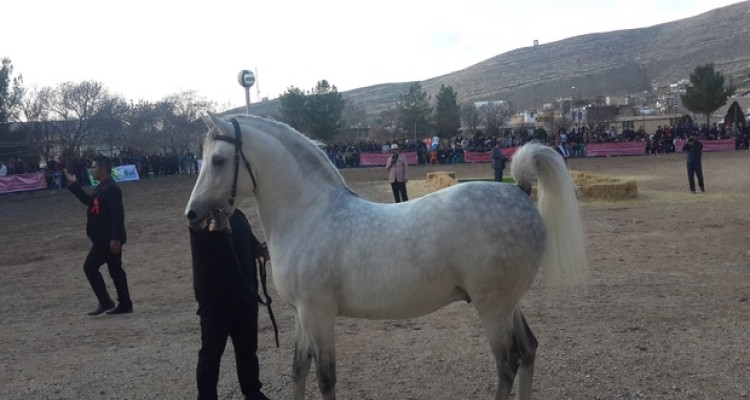 جشنواره ملی زیبایی اسب کرد ایران زمین در اسلام آبادغرب