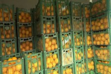 تصمیم دیر هنگام برای ذخیره سازی میوه عید ۹۸/ آیا شب عید با کمبود محصولات باغی مواجه خواهیم شد؟