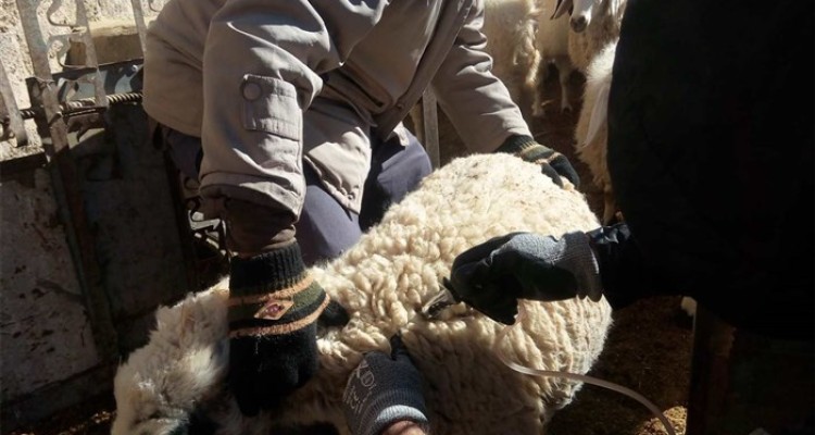 واکسیناسیون بیش از200 هزار راس دام علیه بیماری تب برفکی در شهرستان اسلام آبادغرب