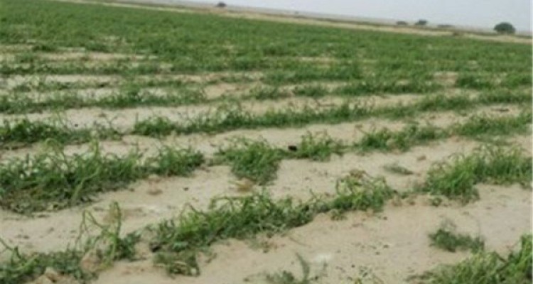 خسارت 37هزار د و350 میلیون ریالی سیل به بخش کشاورزی اسلام آبادغرب