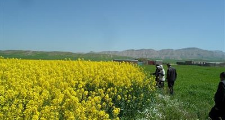 كنترل عوامل خسارتزای كلزا در شهرستان اسلام آبادغرب