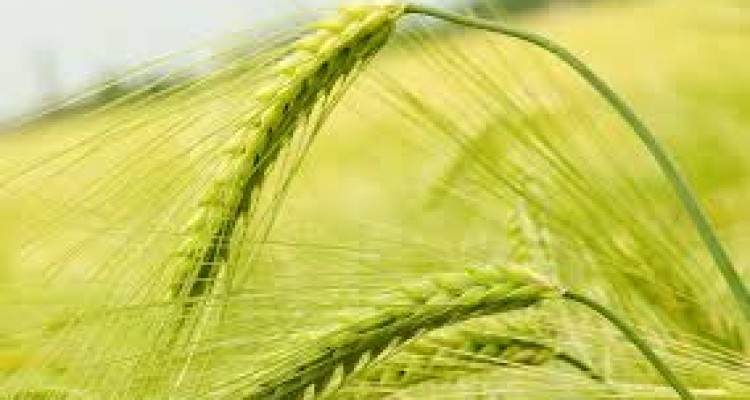 هشدار به کشاورزان اسلام آبادغرب برای مبارزه با "زنگ زرد" گندم و جو
