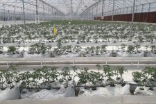 بزودی ۵ هزار متر مربع از گلخانه  مدرن اسلام آبادغرب افتتاح می شود