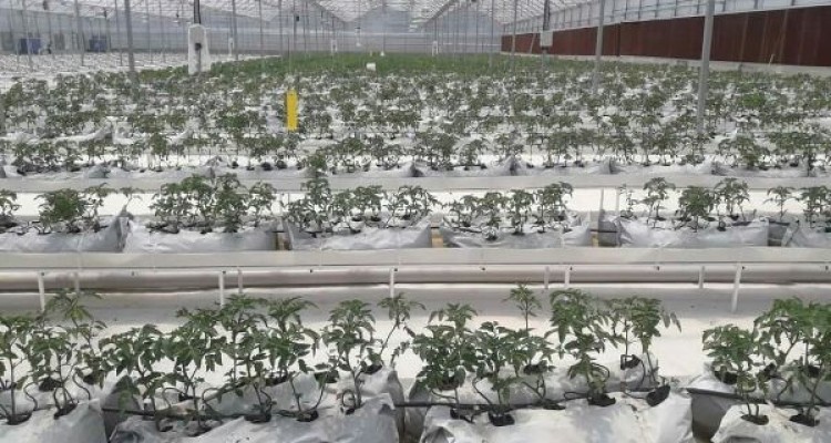 بزودی ۵ هزار متر مربع از گلخانه  مدرن اسلام آبادغرب افتتاح می شود