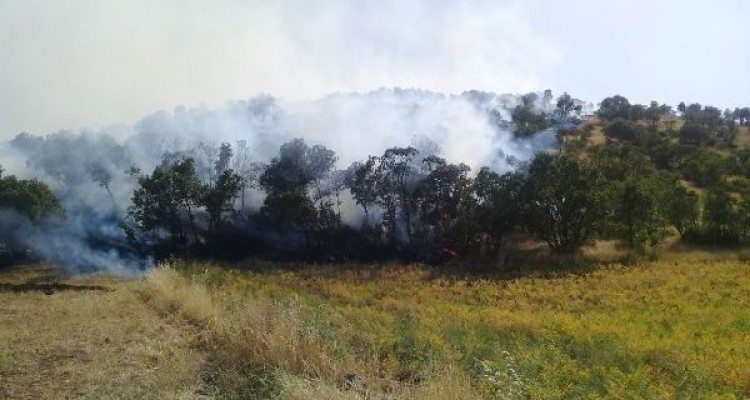 مهار آتش سوزی جنگل های شمالی اسلام آبادغرب+تصاویر