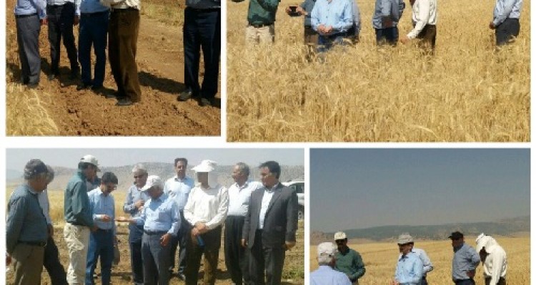 بازدید معاون امور زراعت وزارت جهاد کشاورزی از مزارع کشاورزی دالاهو+عکس