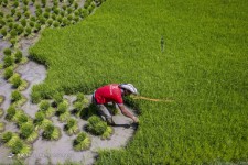  نشاء برنج در لردگان