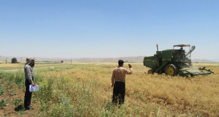 رشد دو برابری سطح زیر کشت نخود پائیزه در اسلام آبادغرب/تأکید برشخم زدن بلافاصله زمین بعد از برداشت کلزا 