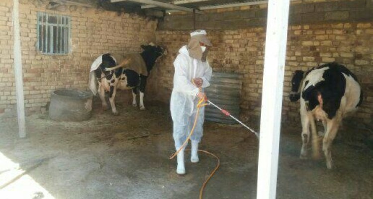 سمپاشی ۱۶ هزار متر مربع جایگاه دام در مبارزه با تب کریمه کنگو در شهرستان اسلام آبادغرب