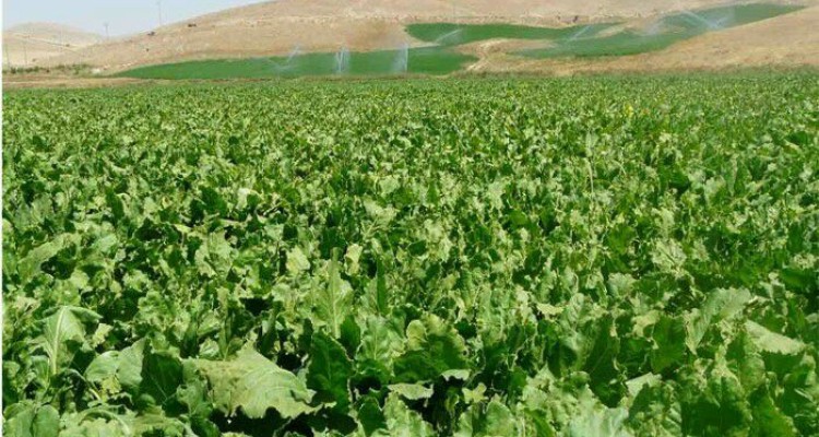 جشن برداشت چغندرقند در اسلام آبادغرب برگزار می شود/اجرای7 هزار هکتار سیستم آبیاری تحت فشار درشهرستان