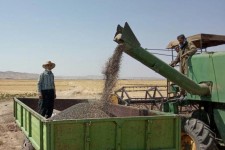 پیش بینی برداشت 275تن آفتابگردان از مزارع اسلام آبادغرب/ بررسی نحوه عیارگیری چغندر قند تحویلی کشاورزان شهرستان