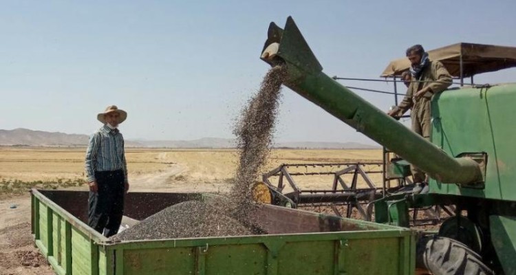 پیش بینی برداشت 275تن آفتابگردان از مزارع اسلام آبادغرب/ بررسی نحوه عیارگیری چغندر قند تحویلی کشاورزان شهرستان