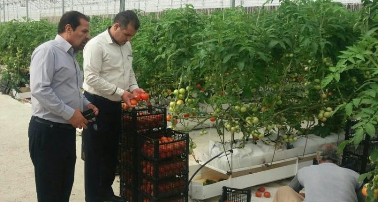 توسعه کشت گلخانه ای گامی در راستای تحقق اقتصاد مقاومتی در اسلام آبادغرب