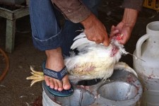 افزایش نظارت بر مراکز پخش مرغ و دام زنده در شهرستان اسلام آبادغرب/مهلت 5 روزه تعطیلی مراکز عرضه مرغ زنده