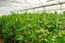 توسعه گلخانه ها از یکی از راهکارهای رفع مشکل خشکسالی در اسلام آبادغرب