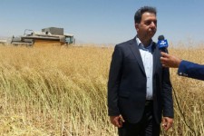  پیش بینی برداشت بیش از هزار تن کلزا از  مزارع اسلام آبادغرب