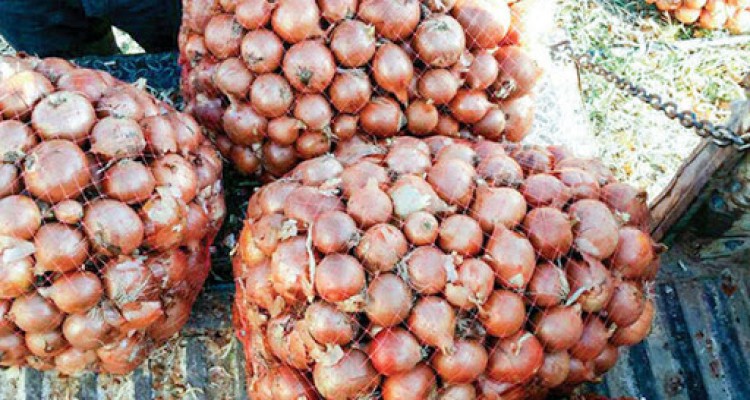 پیش بینی برداشت 17 هزار تن پیاز در اسلام آبادغرب