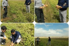 کشاورزان اسلام آبادغرب رغبتی جهت برداشت سیب زمینی از مزارع  ندارند/ پیش بینی برداشت 4هزار تن در دهستان شیان