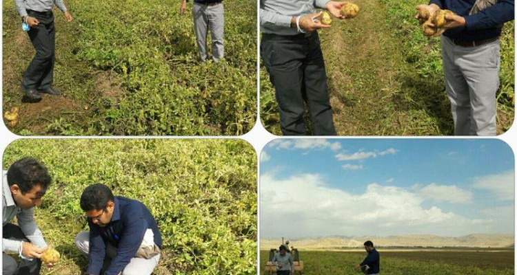 کشاورزان اسلام آبادغرب رغبتی جهت برداشت سیب زمینی از مزارع  ندارند/ پیش بینی برداشت 4هزار تن در دهستان شیان