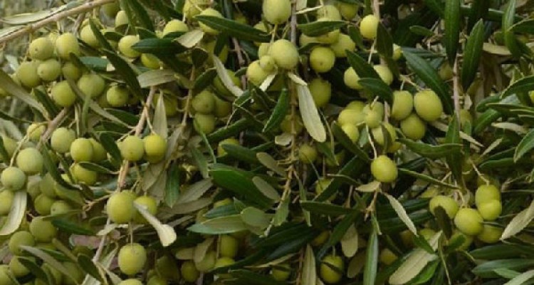 پیش بینی تولید 3000 تن زیتون از باغات ریجاب دالاهو