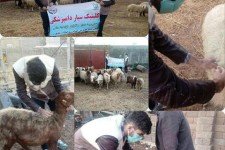 اعزام کلینیک سیار دامپزشکی بسیج مهندسین کشاورزی اسلام آبادغرب به روستاهای شهرستان