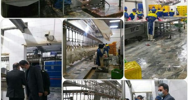 تداوم نظارت بر توزیع مرغ در راستای مصوبات ستاد تنظیم بازار 