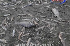 ماجرای تلف شدن هزاران ماهی رودخانه راوند اسلام آبادغرب به کجا رسید؟!