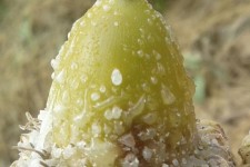 ممنوعیت برداشت شیره بلوط از جنگل‌های اسلام آبادغرب