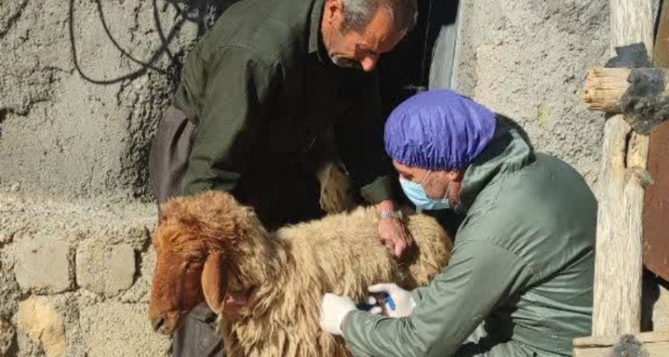 اردوهای جهادی دامپزشکی در اسلام‌آبادغرب