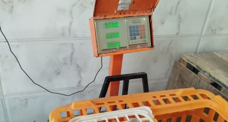 با متخلفان فروش مرغ زنده برخورد قاطع شد؛ ۴ واحد به دستگاه قضایی معرفی شدند