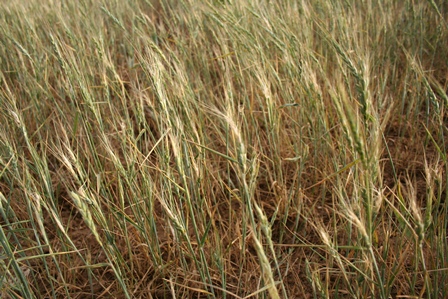 بررسی خسارت کشاورزان اسلام آبادغرب /کشاورزان نیازمند سبد حمایتی دولت بررسی خسارت کشاورزان اسلام آبادغرب /کشاورزان نیازمند سبد حمایتی دولت