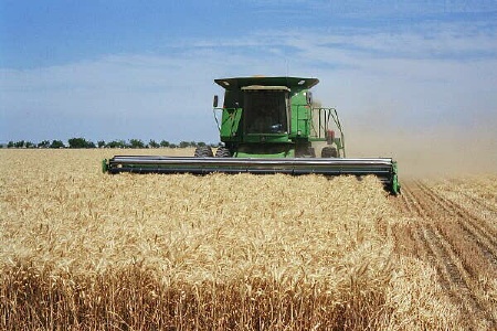 پیش بینی  برداشت  40 هزار تن گندم از مزارع کشاورزی اسلام آبادغرب